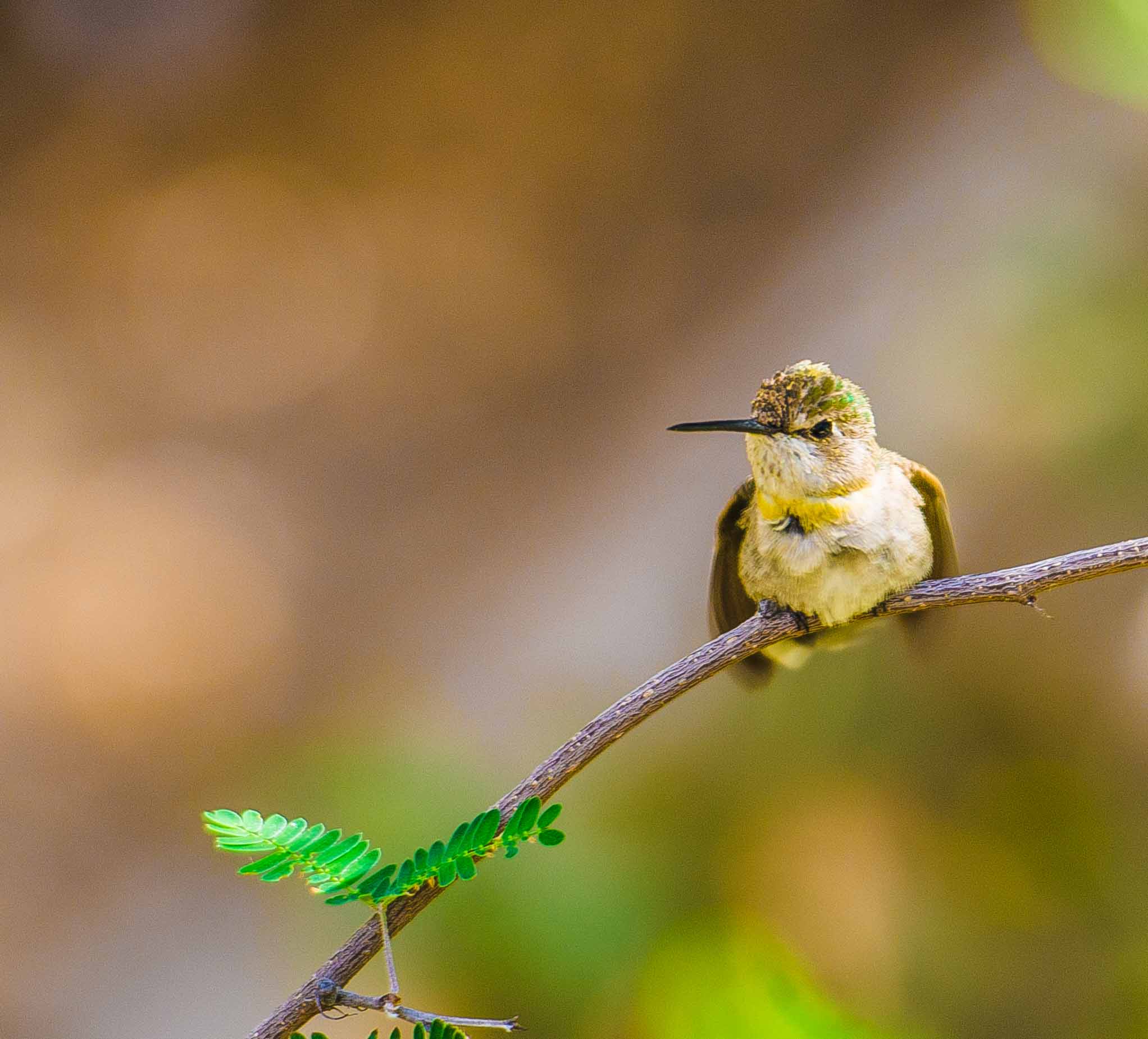 hmmg bird